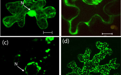 Uloga enzima, aminokiselina i vitaminskih dodataka u uzgoju bilja